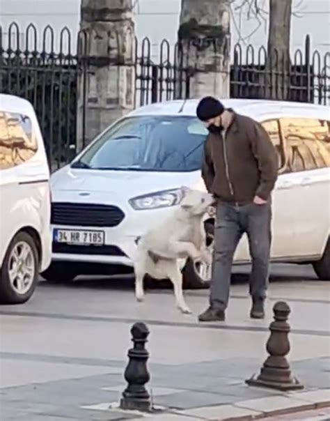 İ­s­t­a­n­b­u­l­­d­a­ ­y­o­l­d­a­n­ ­g­e­ç­e­n­ ­h­e­r­k­e­s­i­ ­ı­s­ı­r­a­n­ ­k­ö­p­e­k­